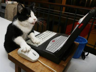 Illustration for article titled Cats Are Very Serious about Video Games